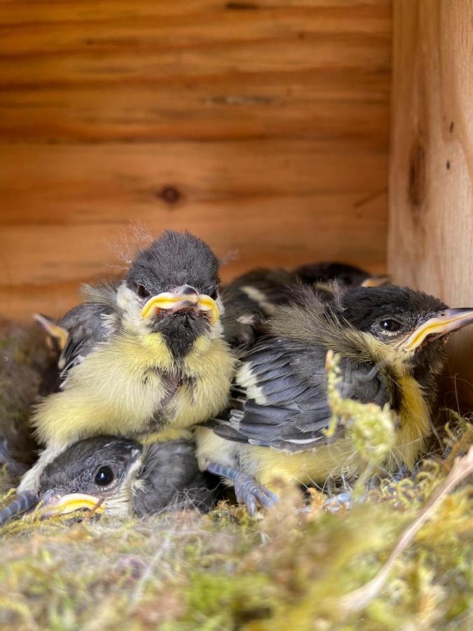 Gîte de la Vallée Dambach Esterno foto